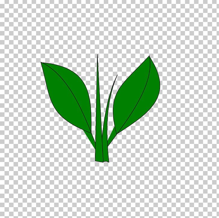 Leaf Plant Stem Tree PNG, Clipart, Broad, Grass, Green, Leaf, Plant Free PNG Download