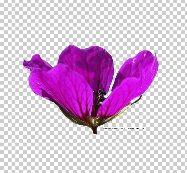 Lilac Lavender Violet Magenta Purple PNG, Clipart, Flower, Flowering Plant, Herbaceous Plant, Lavender, Lilac Free PNG Download