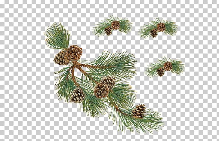 Pine Conifer Cone Christmas PNG, Clipart, Background, Branch, Chr, Christmas Ornament, Christmas Pictures Free PNG Download