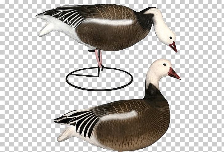 Snow Goose Duck Decoy Duck Decoy PNG, Clipart, Animals, Anseriformes, Beak, Bird, Bird Ringing Free PNG Download