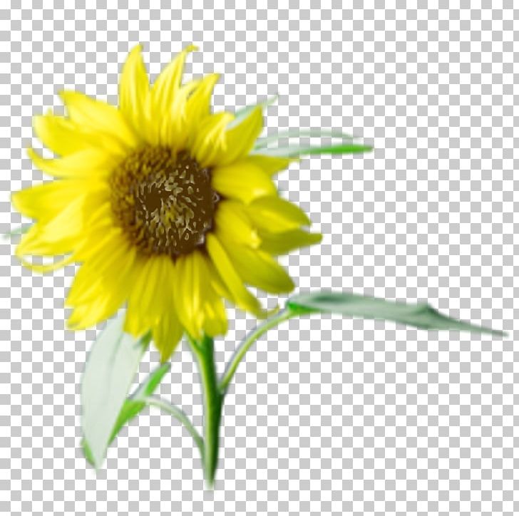 Sunflower Seed Annual Plant Sunflower M Sunflowers PNG, Clipart, Annual Plant, Background, Daisy Family, Flower, Flowering Plant Free PNG Download