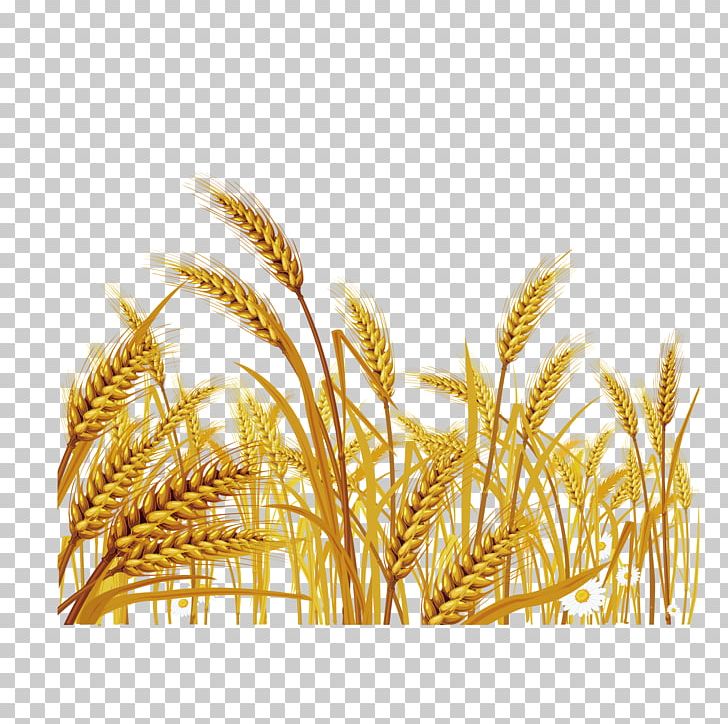 Wheat Euclidean Stock Illustration PNG, Clipart, Avena, Bumper, Cartoon Wheat, Cereal, Common Wheat Free PNG Download