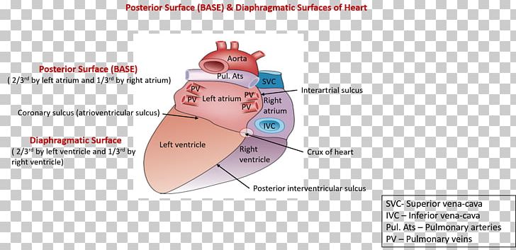 Heart Ventricle Anatomy Atrium Coronary Sulcus PNG, Clipart, Anatomy, Anterior Interventricular Sulcus, Atrium, Brand, Coronary Sulcus Free PNG Download