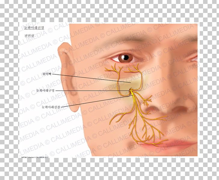 Infraorbital Nerve Nasociliary Nerve Anatomy Infraorbital Artery PNG, Clipart, Anatomy, Cheek, Chin, Eye, Eyebrow Free PNG Download