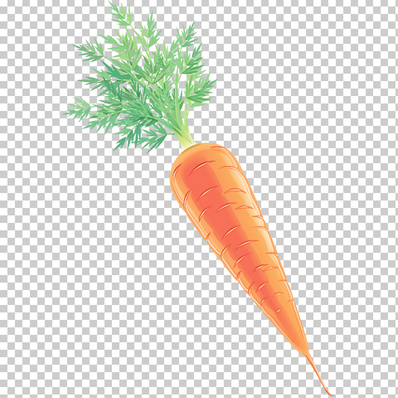Carrot Root Vegetable Baby Carrot Wild Carrot Vegetable PNG, Clipart, Arracacia Xanthorrhiza, Baby Carrot, Carrot, Food, Plant Free PNG Download