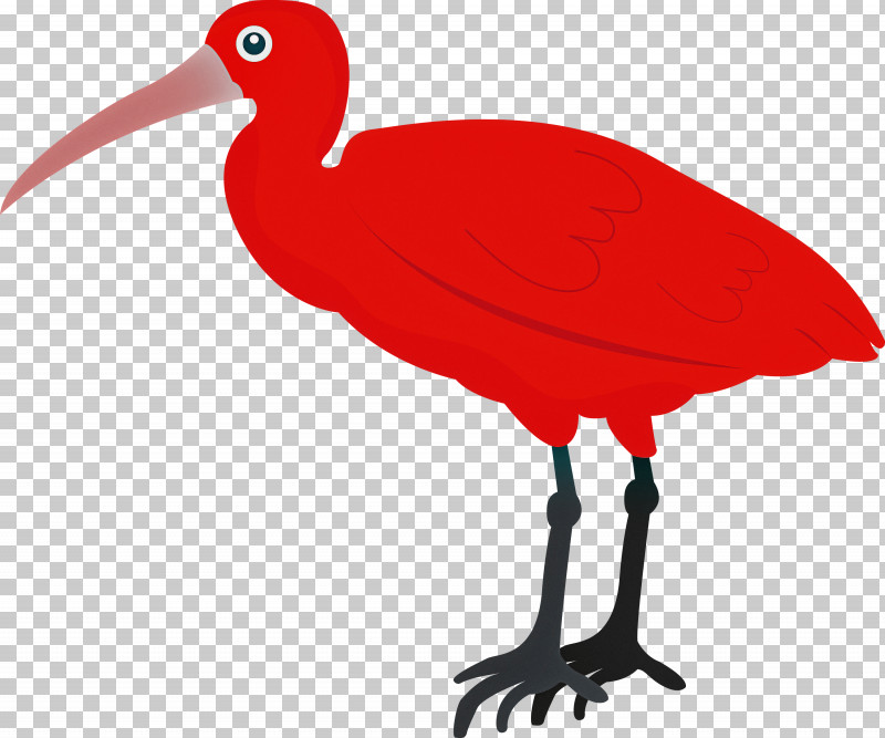 Ibis Birds Beak Water Bird Crane PNG, Clipart, Beak, Biology, Birds, Cartoon Bird, Crane Free PNG Download