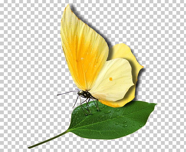 Brush-footed Butterflies Pieridae Gossamer-winged Butterflies Butterflies And Moths Internet PNG, Clipart, Blog, Brush Footed Butterfly, Butterflies And Moths, Butterfly, Flower Free PNG Download