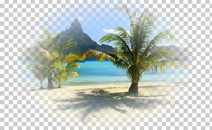 Desktop Blog Vacation PNG, Clipart, Arecales, Beach, Biscuits, Blog, Caribbean Free PNG Download