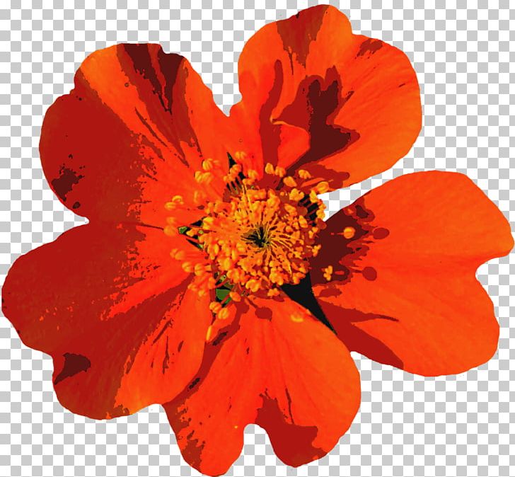Flower Summer PNG, Clipart, Annual Plant, Cut Flowers, Flower, Flowering Plant, Image File Formats Free PNG Download