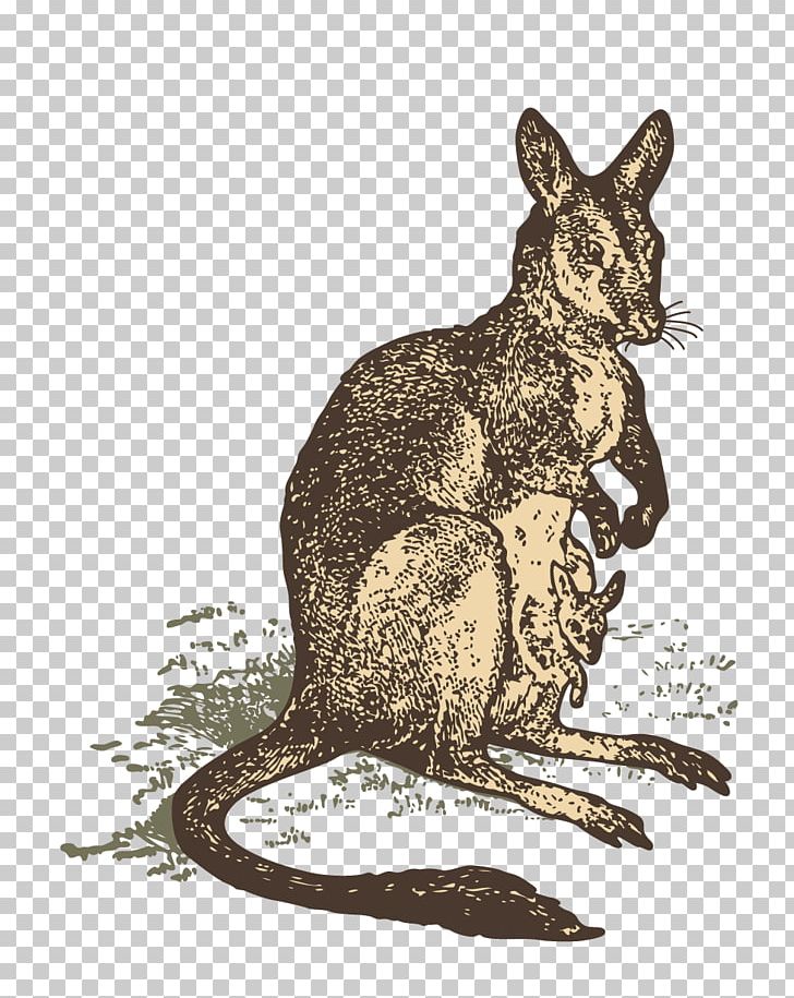 Kangaroo Macropodidae Illustration PNG, Clipart, Animal, Animals, Art, Cartoon, Cartoon Kangaroo Free PNG Download