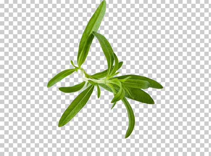 Tea Herb Liqueur Summer Savory PNG, Clipart, Basil, Food, Food Drinks, Grocery Store, Herb Free PNG Download
