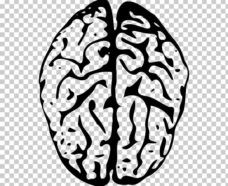 The Female Brain Human Brain PNG, Clipart, Anatomy, Artwork, Black And White, Brain, Circle Free PNG Download