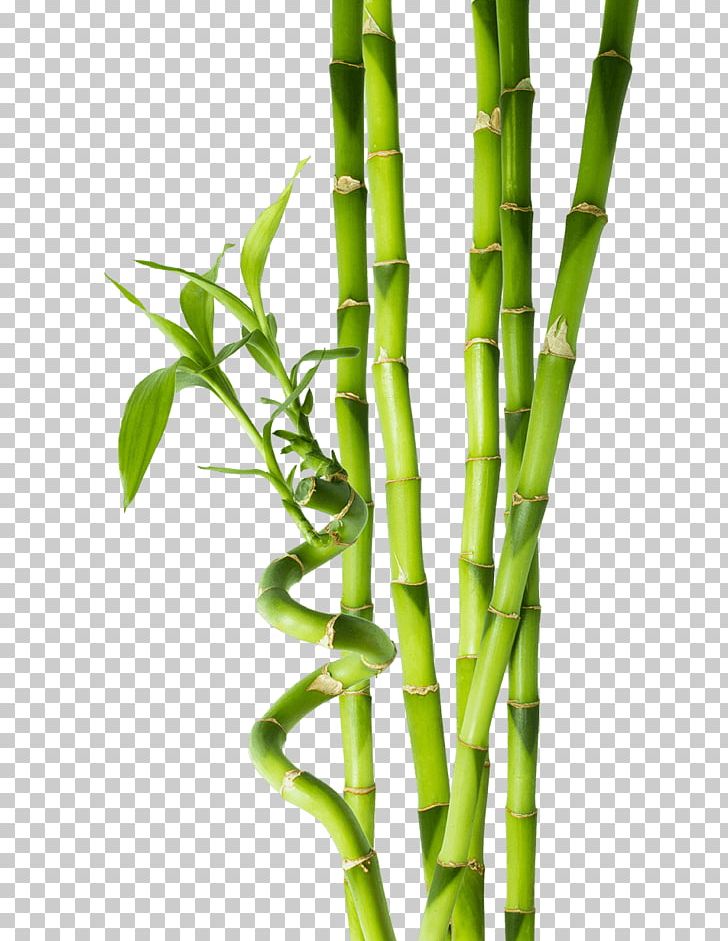Tropical Bamboo Stock Photography Plant Stem PNG, Clipart, Asparagus, Bamboo, Bamboopng, Bud, Grasses Free PNG Download