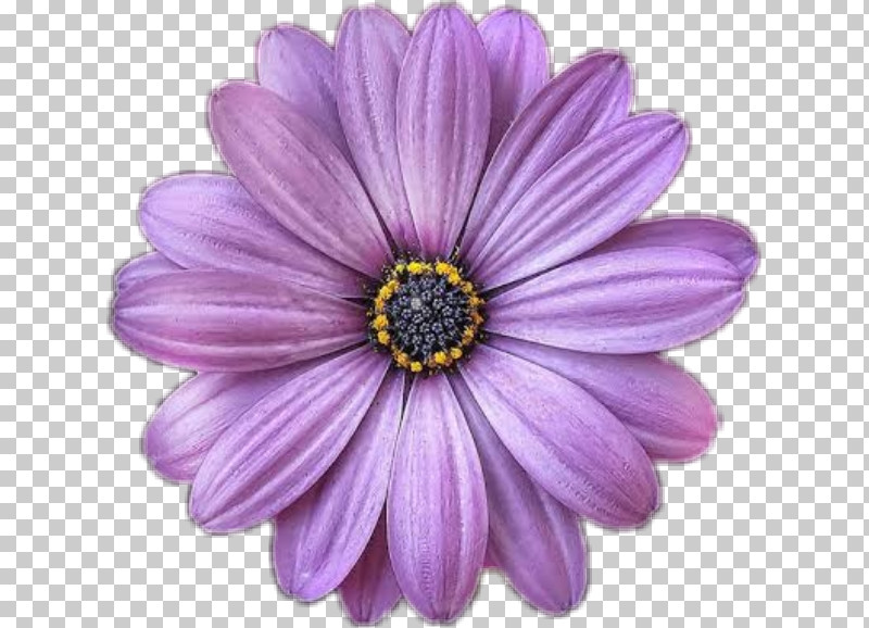 Lavender PNG, Clipart, African Daisy, Annual Plant, Aster, Barberton Daisy, Daisy Family Free PNG Download