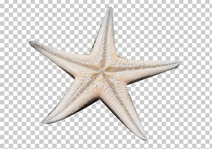 Starfish Material Gratis PNG, Clipart, Animals, Biological, Concepteur, Download, Echinoderm Free PNG Download