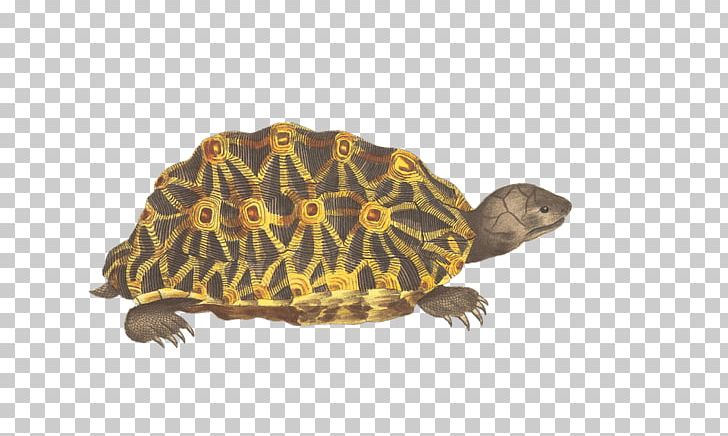 Turtle Reptile Geometric Tortoise Animal PNG, Clipart, Animal, Box Turtle, Chelydridae, Common Snapping Turtle, Eastern Longnecked Turtle Free PNG Download