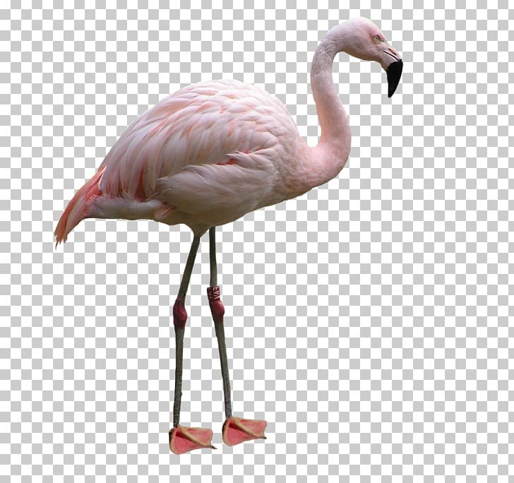 Water Bird Flamingo Lovebird PNG, Clipart, Animals, Beak, Bird, Download, Encapsulated Postscript Free PNG Download