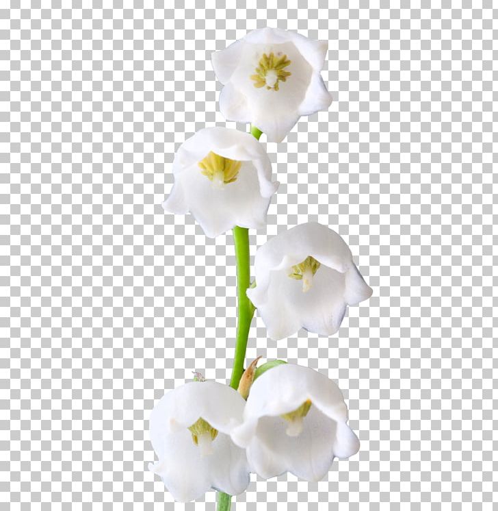 Lilium Columbianum Birth Flower Lily Of The Valley PNG, Clipart, Birth, Birth Flower, Blossom, Calas, Color Free PNG Download