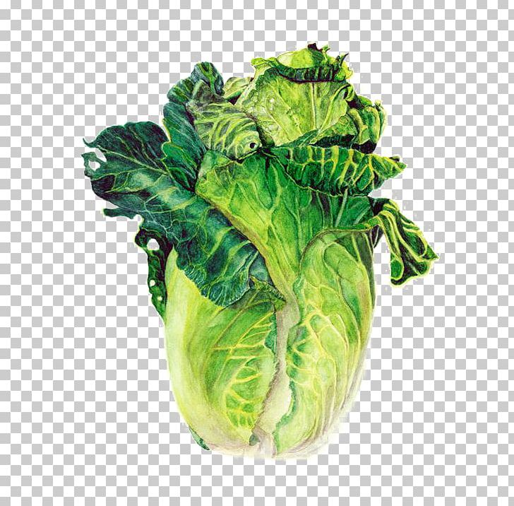 Watercolor Painting Vegetable Drawing Farmers Market PNG, Clipart, Cabbage, Cartoon, Chard, Chinese, Chinese Border Free PNG Download
