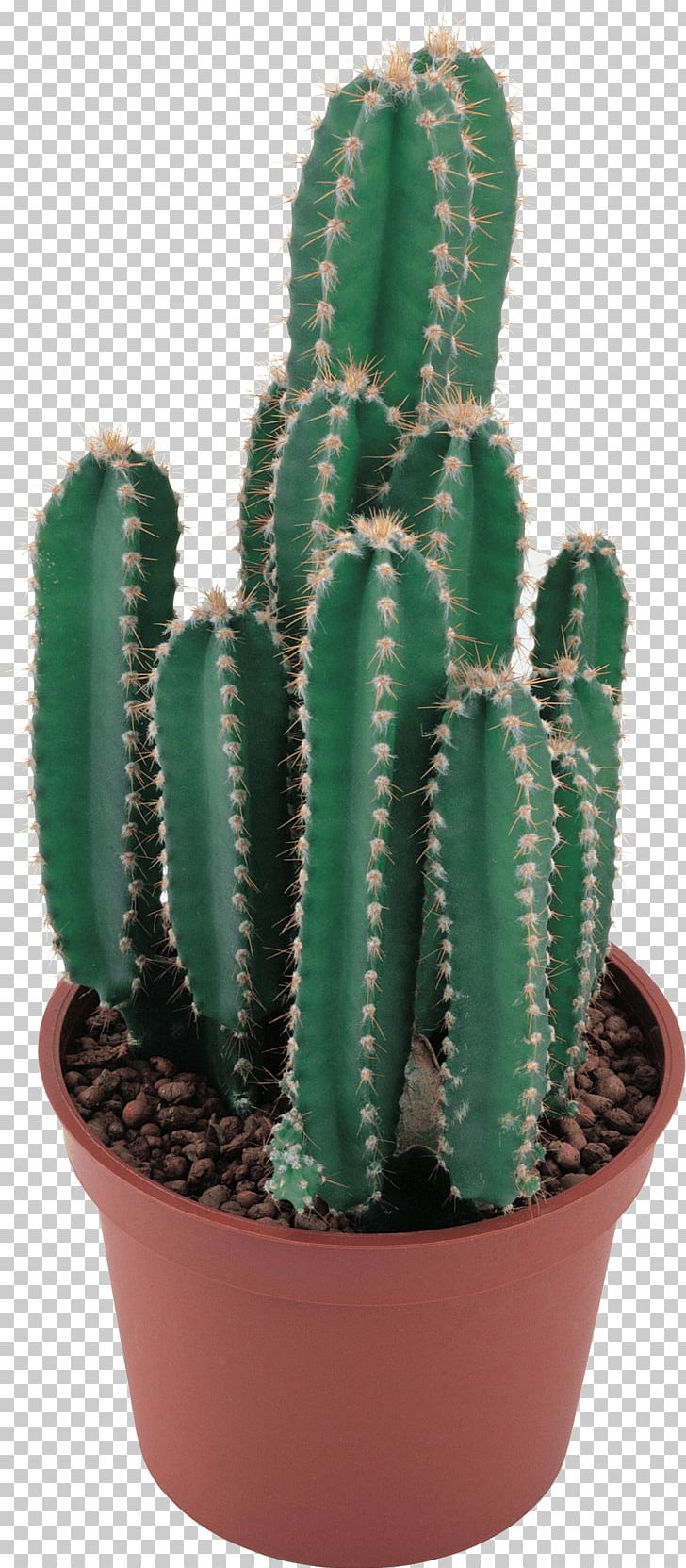 Cactaceae PNG, Clipart, Animal, Baby, Bild, Caryophyllales, Computer Icons Free PNG Download
