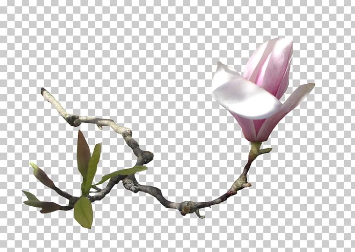 Southern Magnolia Flower Email PNG, Clipart, Blossom, Branch, Bud, Clip Art, Cut Flowers Free PNG Download