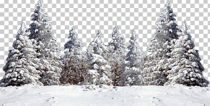 Tree Fir Spruce Snow PNG, Clipart, Branch, Christmas Decoration, Christmas Tree, Conifer, Desktop Wallpaper Free PNG Download