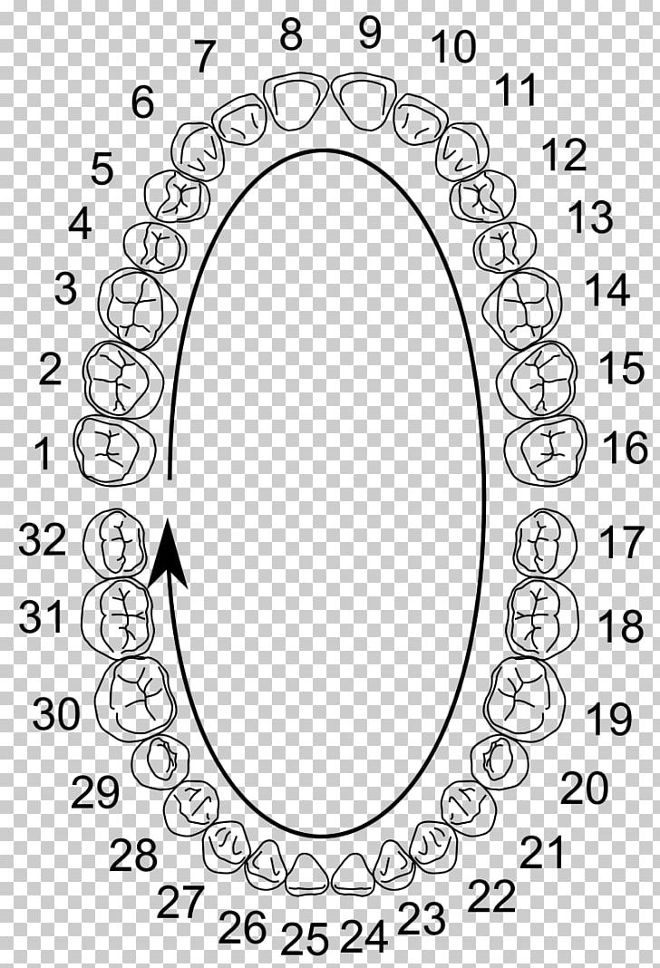 Wisdom Tooth Molar Universal Numbering System Dental Anatomy Human Tooth PNG, Clipart, Area, Auto Part, Black And White, Circle, Coloring Book Free PNG Download