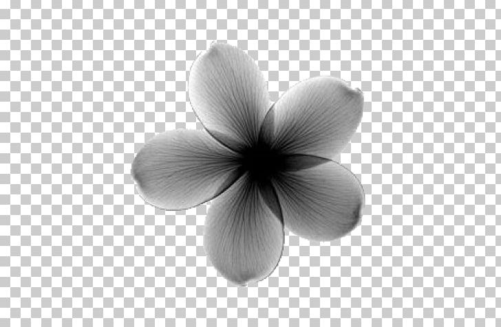X-ray Generator Frangipani Flower PNG, Clipart, Art, Bert, Black And White, Botany, Desktop Wallpaper Free PNG Download