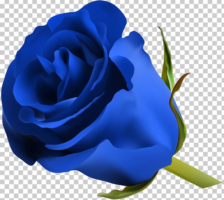 Rose Flower PNG, Clipart, Blue, Clipart, Closeup, Cobalt Blue, Computer Wallpaper Free PNG Download