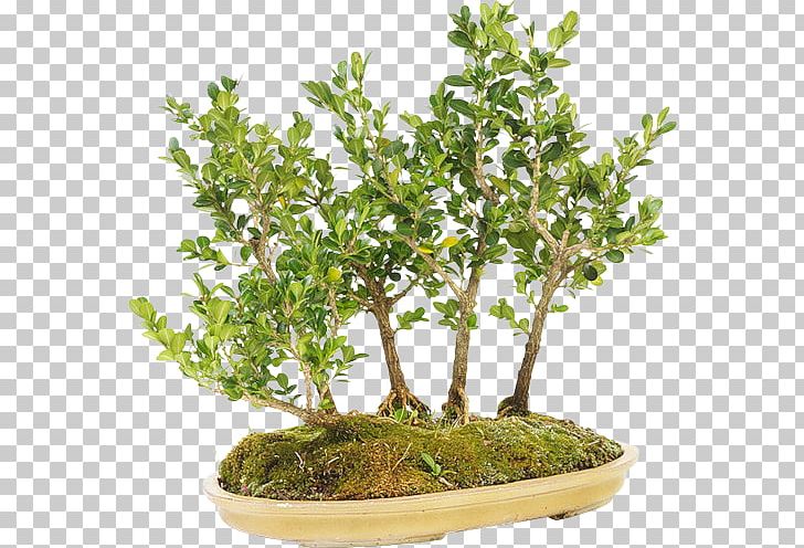 Sageretia Theezans The Complete Book Of Bonsai Tree Flowerpot PNG, Clipart, Bonsai, Box, Complete Book Of Bonsai, Flowerpot, Harry Tomlinson Free PNG Download
