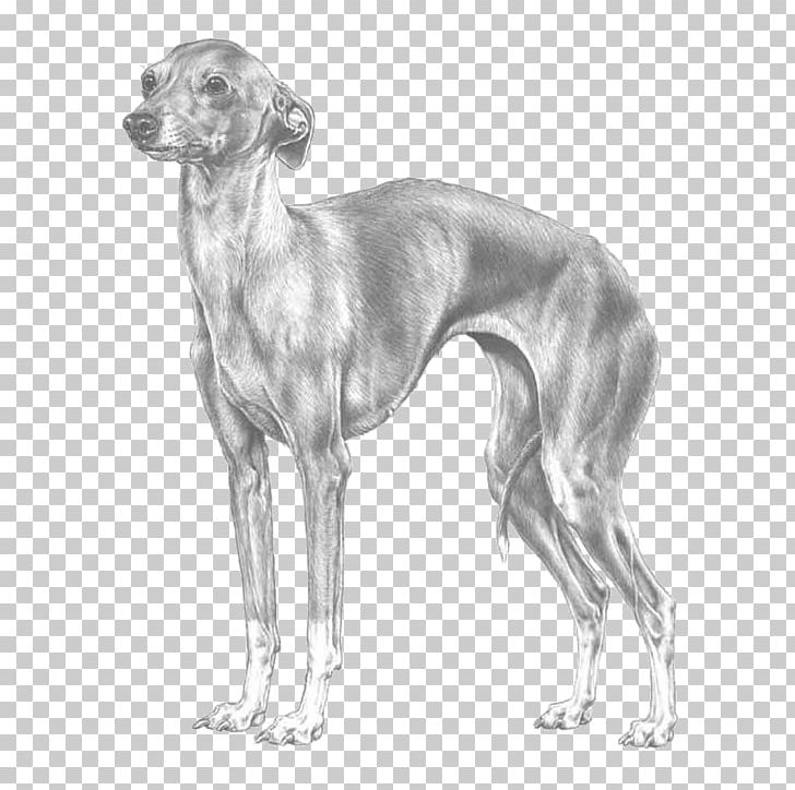 Spanish Greyhound Italian Greyhound Mudhol Hound Azawakh PNG, Clipart, American Staghound, Azawakh, Black And White, Carnivoran, Chippiparai Free PNG Download