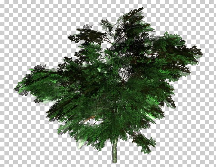 Fir Tree Forest Arecaceae PNG, Clipart, Arecaceae, Branch, Conifer, Ecosystem, Evergreen Free PNG Download