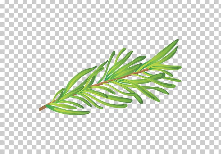 Herb Leaf Medicinal Plants Rosemary PNG, Clipart, Branch, Fines Herbes, Grass, Grass Family, Herb Free PNG Download