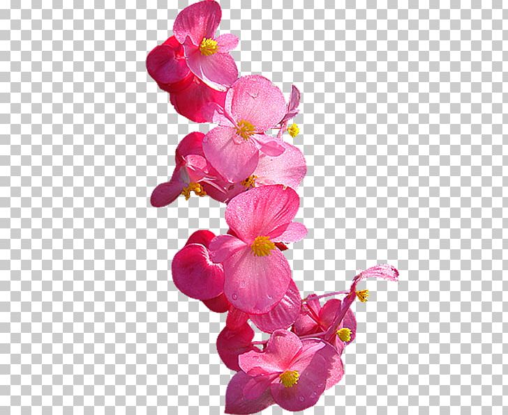 Moth Orchids Cut Flowers PNG, Clipart, Blog, Blossom, Bud, China, Cluster Free PNG Download
