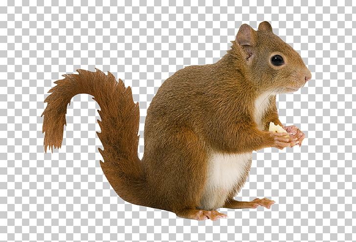 Rodent Red Squirrel Eastern Gray Squirrel Pig Tree Squirrel PNG, Clipart, Animals, Blacktailed Prairie Dog, Child, Chipmunk, Desktop Wallpaper Free PNG Download