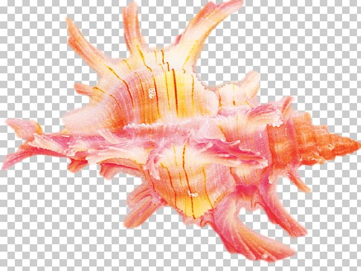 Seashell Conch Sea Snail PNG, Clipart, 3d Modeling, Animals, Animal Source Foods, Buccinum Undatum, Conch Free PNG Download