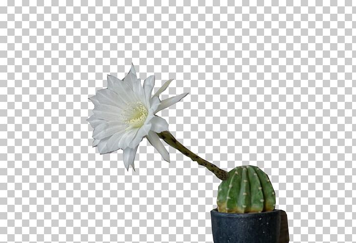 Cactaceae PNG, Clipart, Bloom, Blooming, Blooming Lilies, Cactaceae, Cactus Free PNG Download