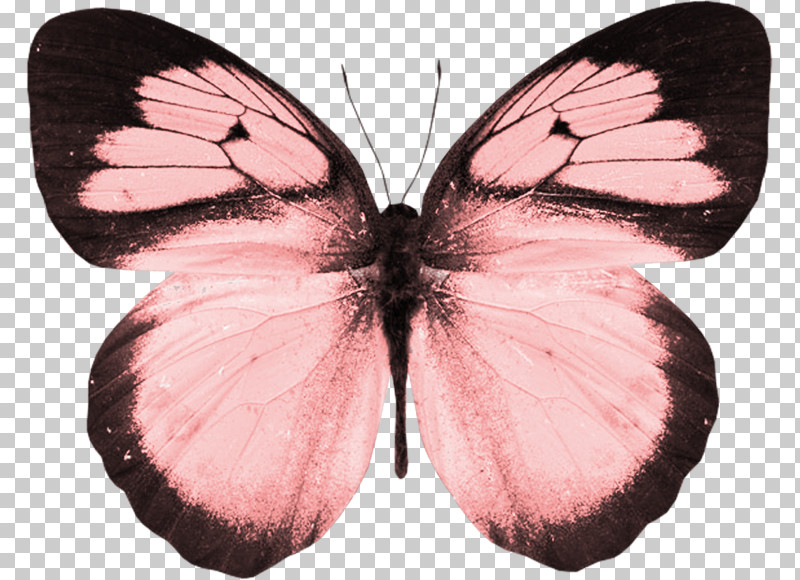 Moths And Butterflies Butterfly Insect Pollinator Pink PNG, Clipart, Brushfooted Butterfly, Butterfly, Insect, Lycaenid, Moths And Butterflies Free PNG Download