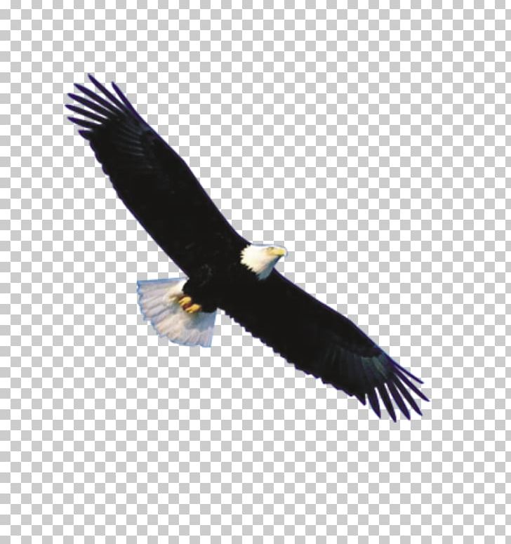 Bald Eagle Flight Bird PNG, Clipart, Accipitriformes, Animal, Animals, Aquila, Bald Eagle Free PNG Download