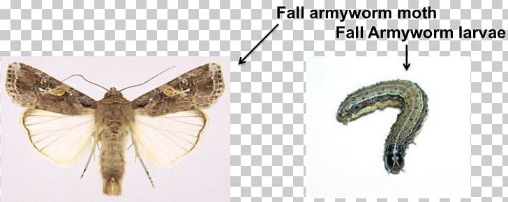 Butterflies And Moths Insect Fall Armyworm African Armyworm Arthropod PNG, Clipart, African Armyworm, Animal, Animals, Appendage, Arthropod Free PNG Download