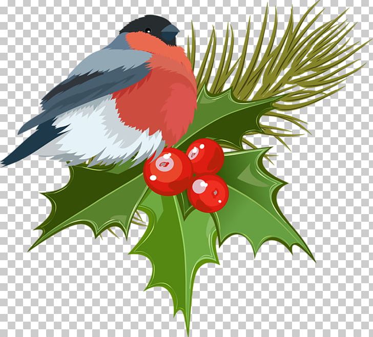 Christmas Tree Christmas Ornament Christmas Decoration PNG, Clipart, Aquifoliales, Beak, Bird, Branch, Christmas Free PNG Download