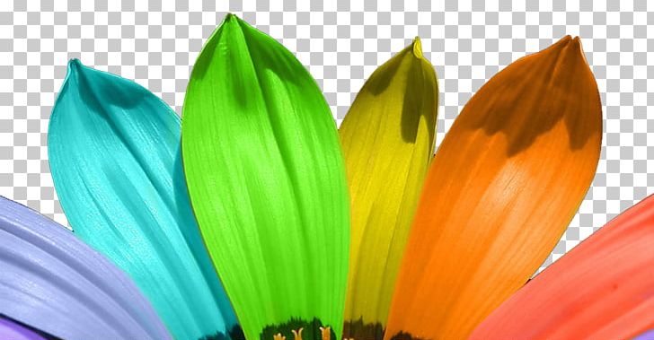 Color Desktop Light Flower PNG, Clipart, Blue, Bow, Closeup, Color, Computer Wallpaper Free PNG Download