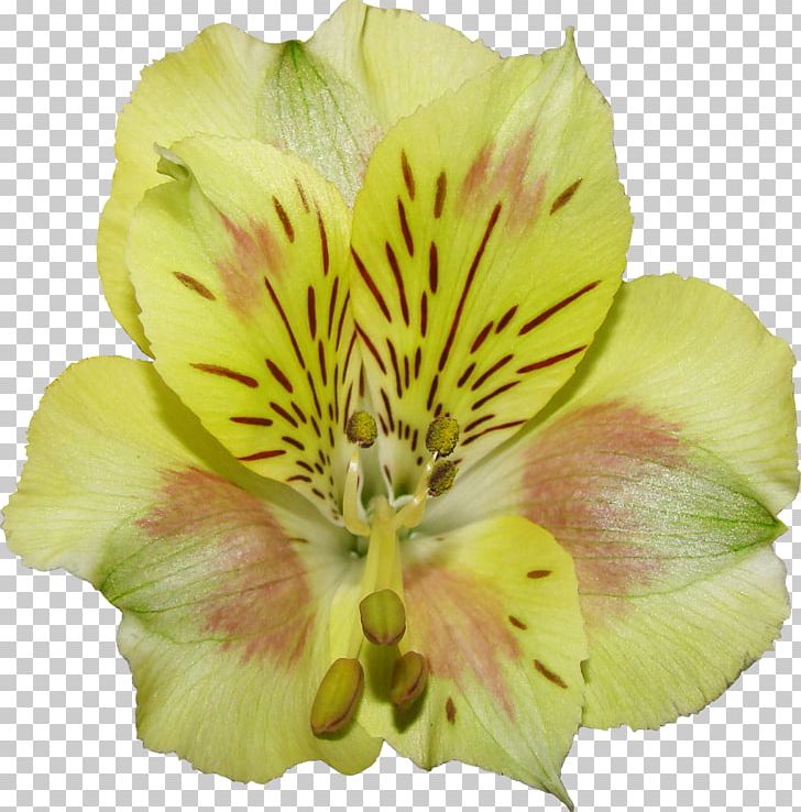 Color Splash Flower Flowers PNG, Clipart, Alstroemeriaceae, Art, Colorful, Color Splash, Computer Graphics Free PNG Download
