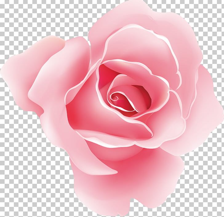 Flower Rose Floral Design Pink PNG, Clipart, Blume, Camellia, China Rose, Closeup, Cute Free PNG Download