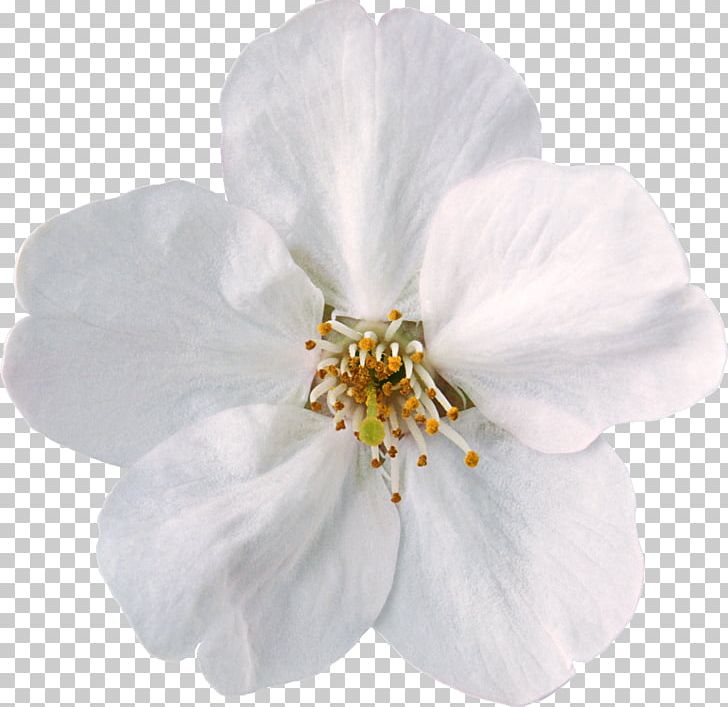 Flower White PNG, Clipart, Adobe Premiere Pro, Blossom, Cherry Blossom, Color, Computer Software Free PNG Download