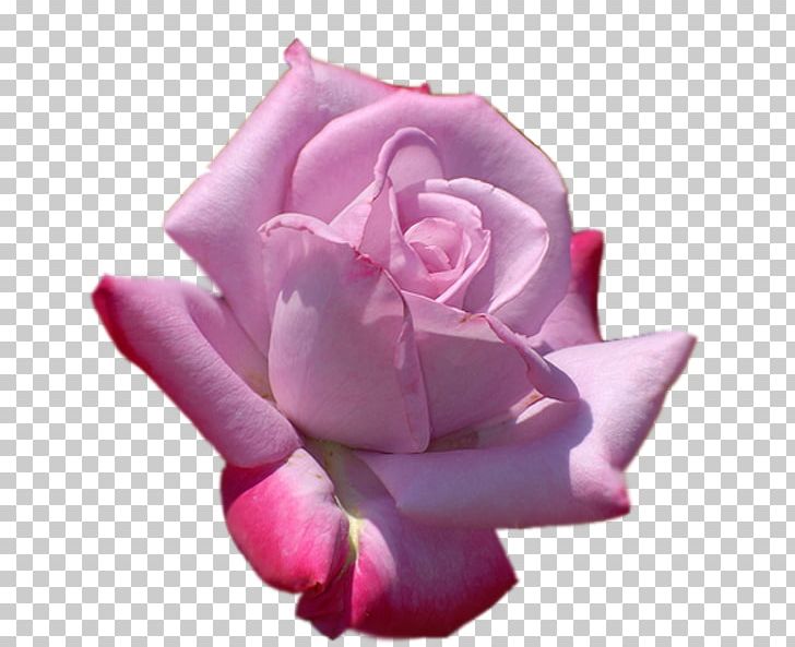 Garden Roses Cabbage Rose Floribunda Cut Flowers Petal PNG, Clipart, China Rose, Cicek, Cicek Resimleri, Closeup, Cut Flowers Free PNG Download