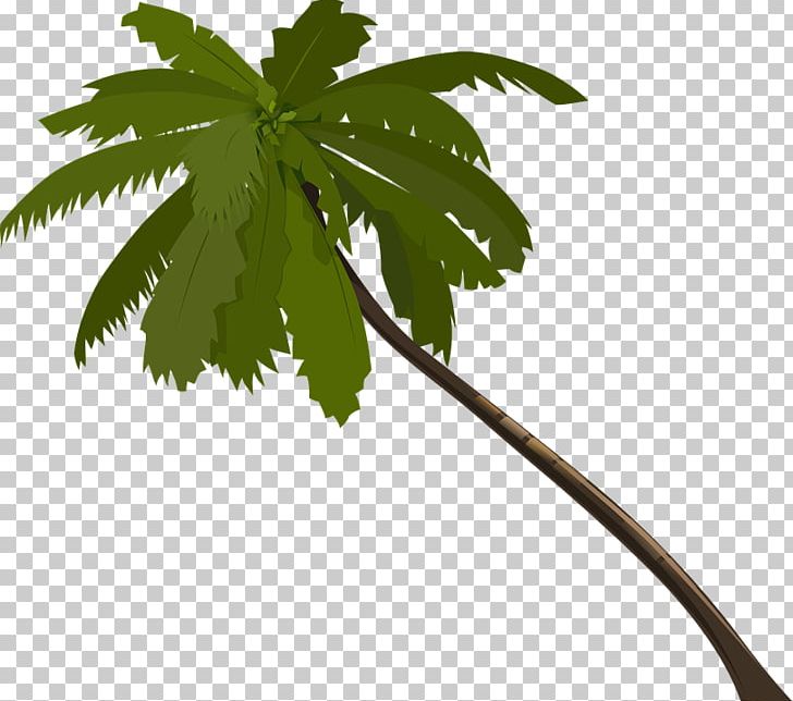 Arecaceae Tree PNG, Clipart, Arecaceae, Arecales, Branch, Computer Icons, Flowering Plant Free PNG Download