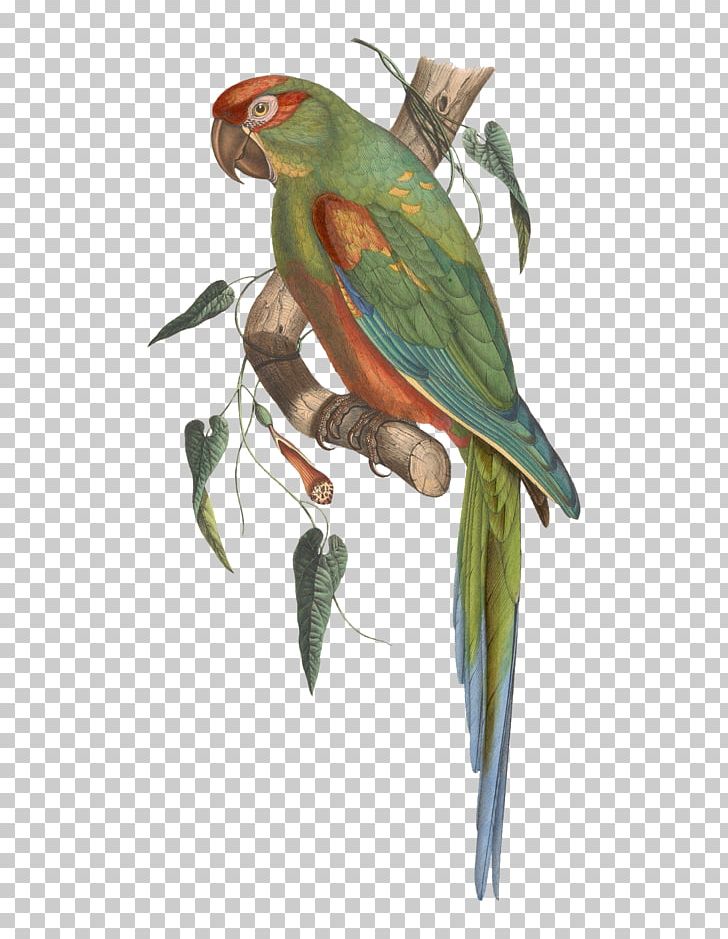 Budgerigar Red-fronted Macaw Parrot Bird PNG, Clipart, Animals, Ara, Aratinga, Beak, Bird Free PNG Download