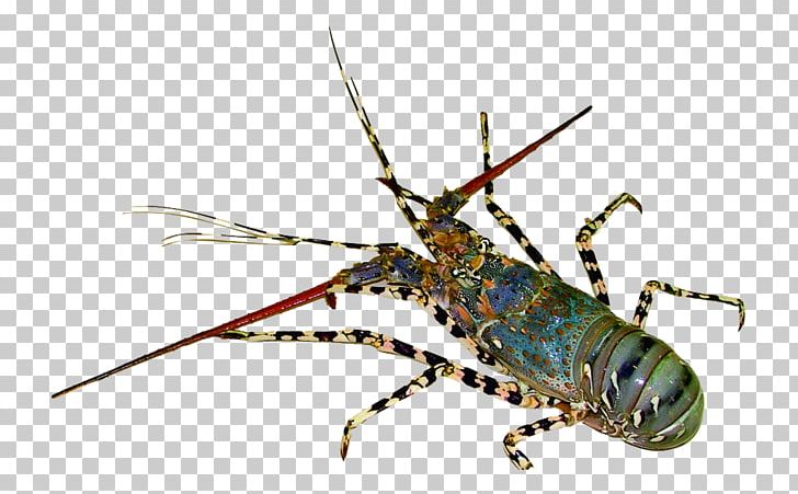 Lobster Decapoda Seafood Shrimp Palinurus Elephas PNG, Clipart, Animals, Animal Source Foods, Aquaculture, Arthropod, Blue Free PNG Download