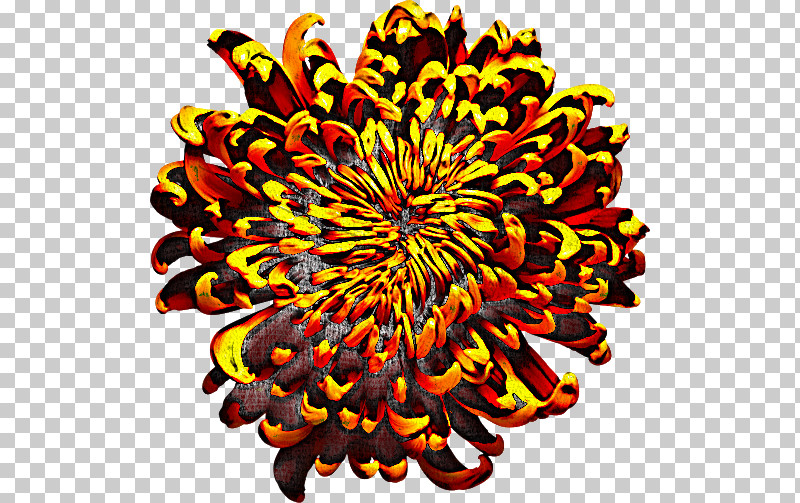 Chrysanthemum Symmetry Pattern Orange S.a. PNG, Clipart, Chrysanthemum, Orange Sa, Symmetry Free PNG Download